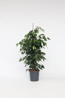 Ficus Benjamina (Figuier Pleureur) "Danielle" Xl - Plantes D'Intérieur