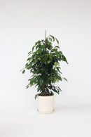 Ficus Benjamina (Figuier Pleureur) "Danielle" Xl - Plantes D'Intérieur