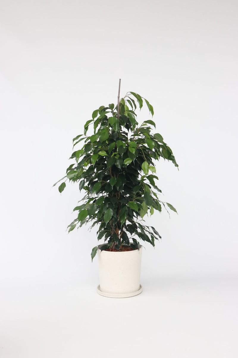 Ficus Benjamina (Figuier Pleureur) "Danielle" Xl - Plantes D'Intérieur