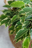Ficus Benjamina (Figuier Pleureur) "Twilight" Xl - Plantes D'Intérieur