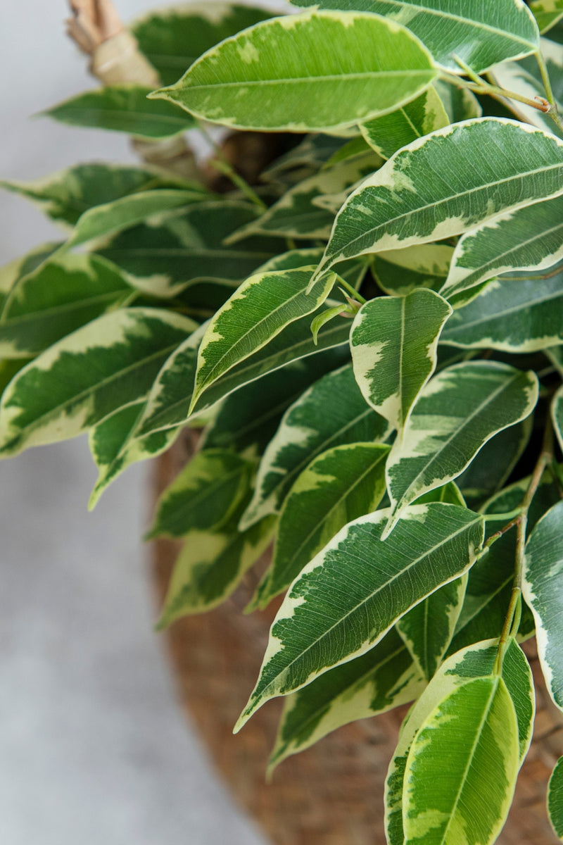 Ficus Benjamina (Figuier Pleureur) "Twilight" Xl - Plantes D'Intérieur