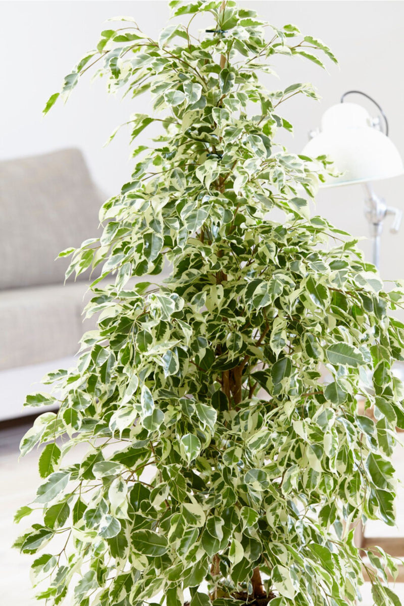 Ficus Benjamina (Figuier Pleureur) "Twilight" Xl - Plantes D'Intérieur