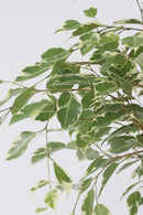 Ficus Benjamina (Figuier Pleureur) "Twilight" Xl - Plantes D'Intérieur