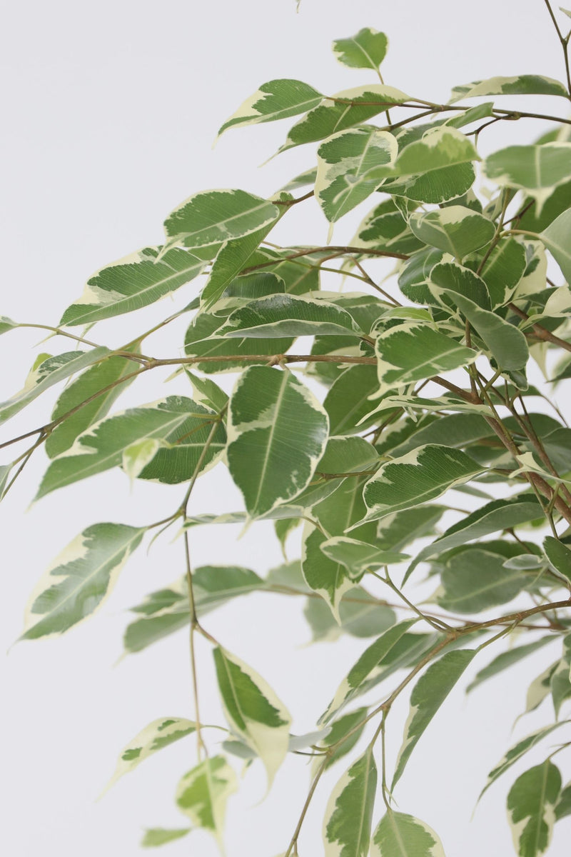 Ficus Benjamina (Figuier Pleureur) "Twilight" Xl - Plantes D'Intérieur