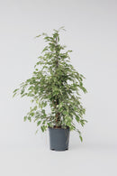 Ficus Benjamina (Figuier Pleureur) "Twilight" Xl - Plantes D'Intérieur
