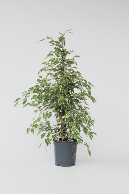 Ficus Benjamina (Figuier Pleureur) "Twilight" Xl - Plantes D'Intérieur