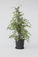 Ficus Benjamina (Figuier Pleureur) "Twilight" Xl - Plantes D'Intérieur