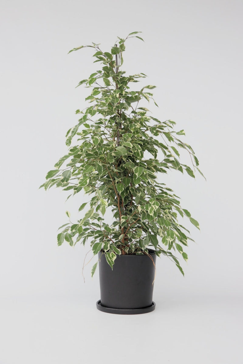 Ficus Benjamina (Figuier Pleureur) "Twilight" Xl - Plantes D'Intérieur