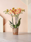Orquídea naranja