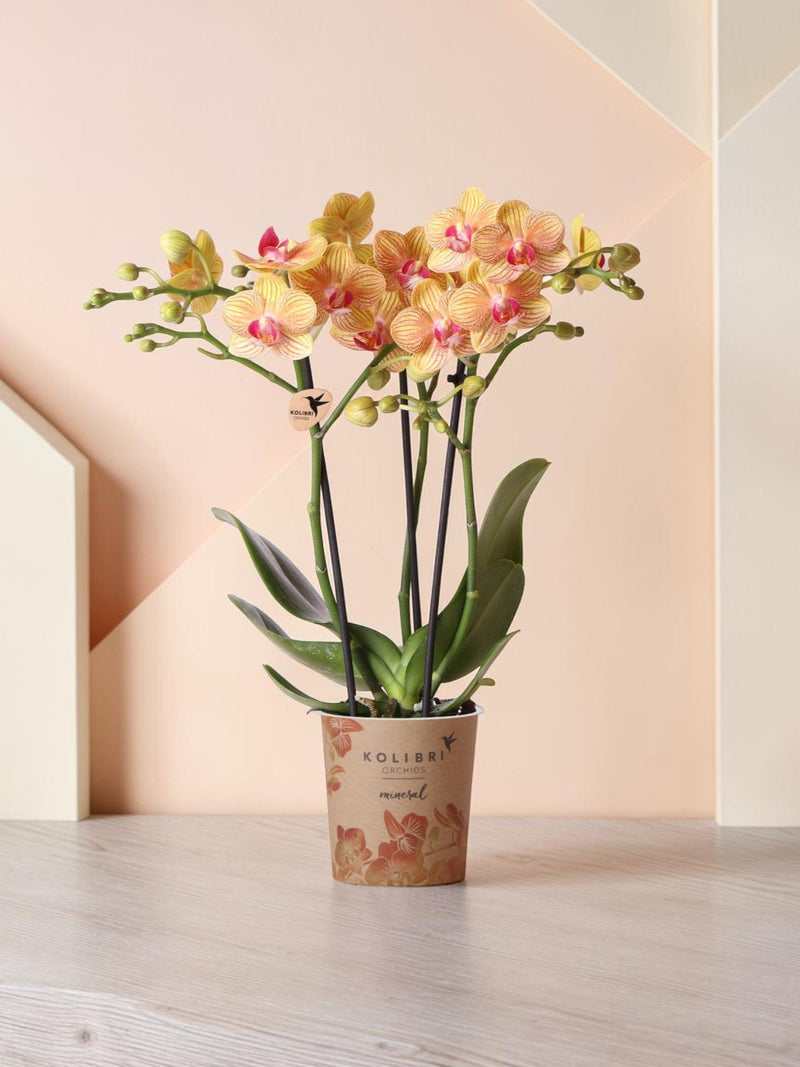 Orquídea naranja