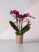 orquídea morada