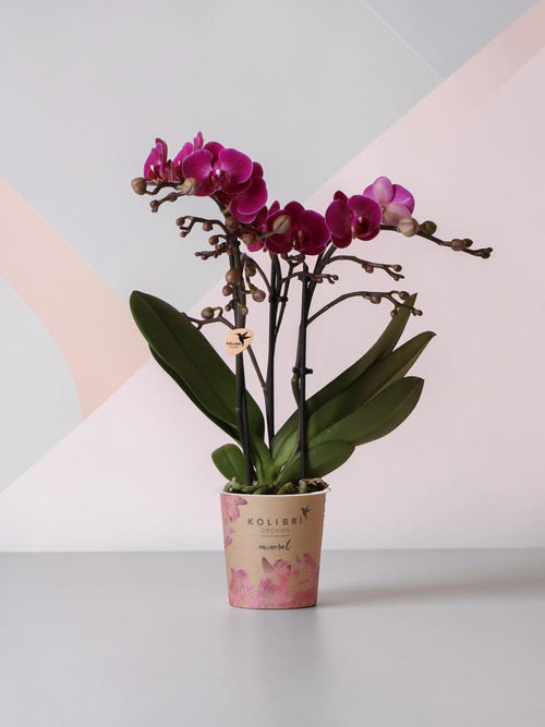 orquídea morada