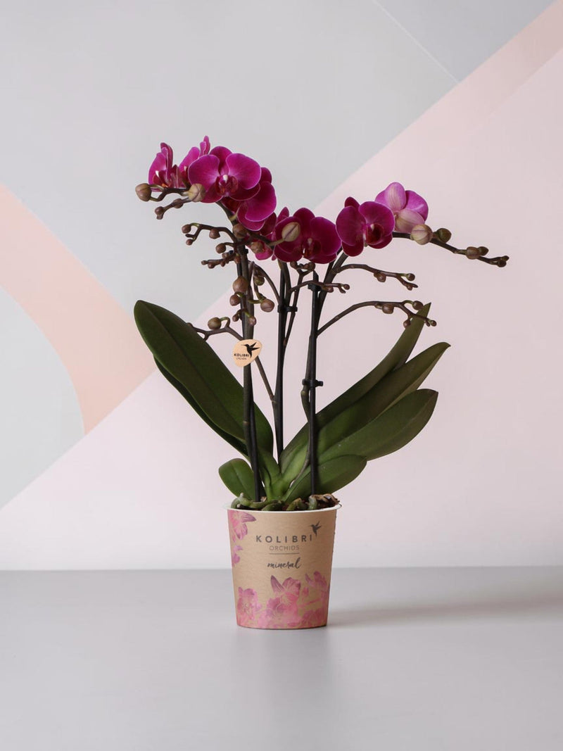 orquídea morada