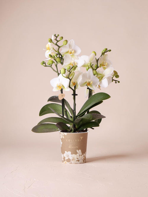 Orquídea blanca - planta de interior
