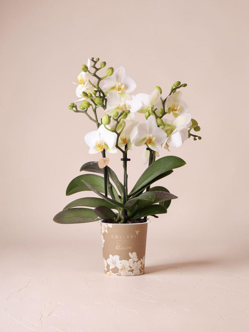 Orquídea blanca - planta de interior
