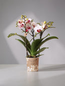 Orquídea blanca y rosada - planta de interior