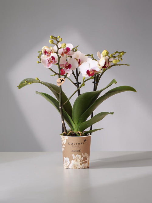 Orquídea blanca y rosada - planta de interior