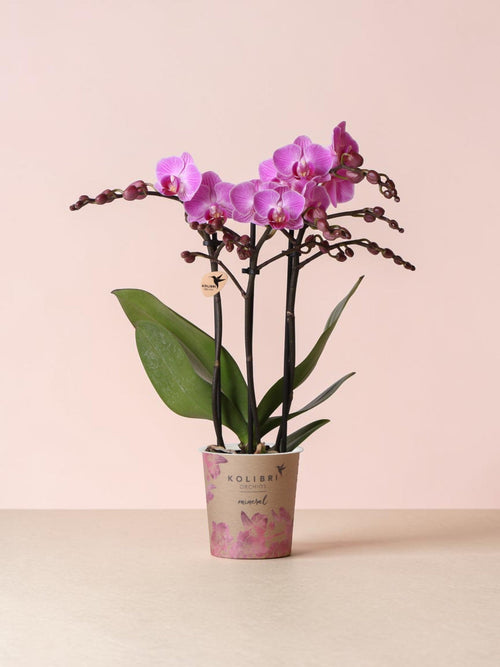 Orquídea rosa - planta de interior