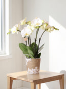 orquídea blanca