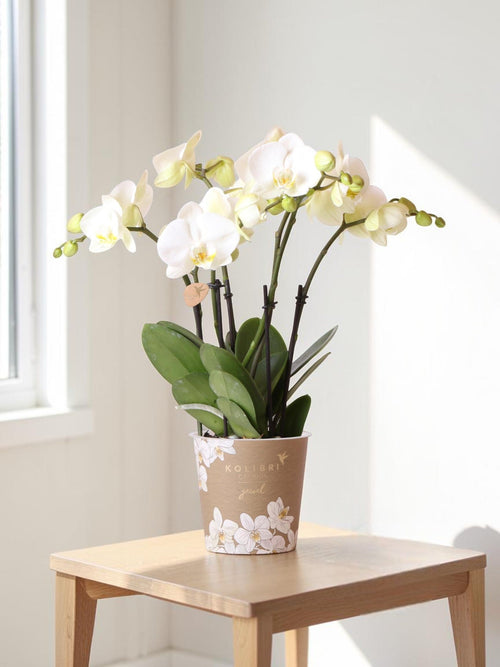 orquídea blanca