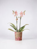 Orquídea araña naranja - Planta de interior con flores