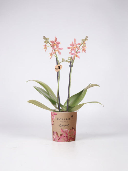 Orquídea araña naranja - Planta de interior con flores