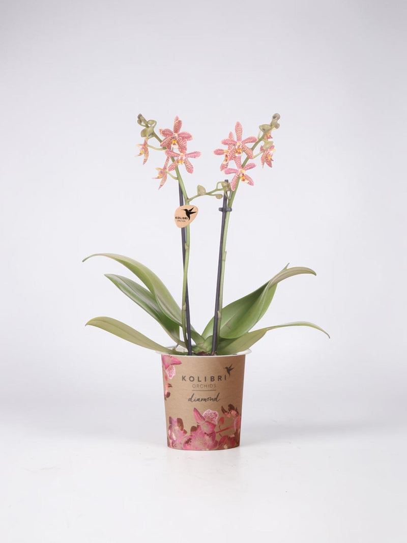 Orquídea araña naranja - Planta de interior con flores