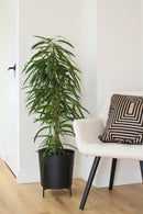 Ficus Binnendiijkii (Figuier Pleureur) "Alii"' Xl - Plantes D'Intérieur