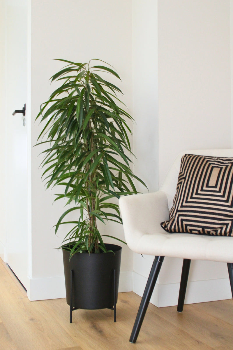 Ficus Binnendiijkii (Figuier Pleureur) "Alii"' Xl - Plantes D'Intérieur