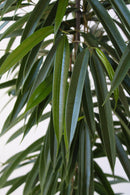 Ficus Binnendiijkii (Figuier Pleureur) "Alii"' Xl - Plantes D'Intérieur