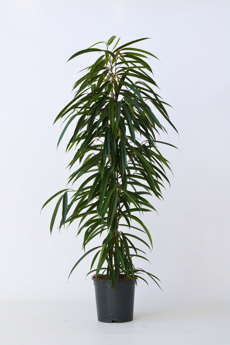 Ficus Binnendiijkii (Figuier Pleureur) "Alii"' Xl - Plantes D'Intérieur