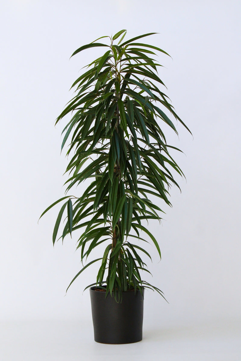 Ficus Binnendiijkii (Figuier Pleureur) "Alii"' Xl - Plantes D'Intérieur