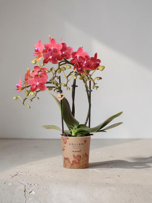 Orquídea Phalaenopsis roja - Congo