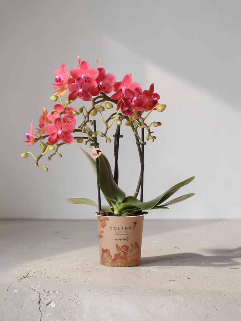 Orquídea Phalaenopsis roja - Congo