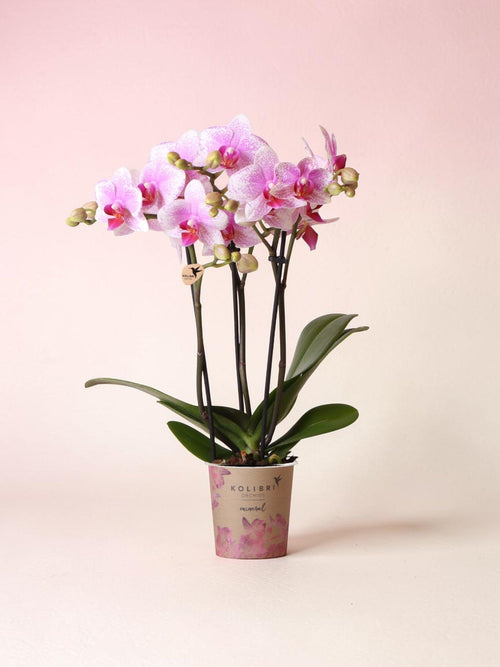 Orquídea Phalaenopsis rosa - Rotterdam