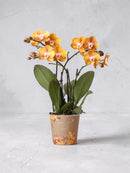 Orquídea Phalaenopsis naranja - Jewel Las Vegas