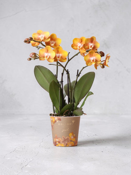 Orquídea Phalaenopsis naranja - Jewel Las Vegas