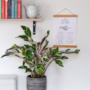 Calathea Fusión Blanco