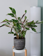 Calatea Fusion White – Planta de interior