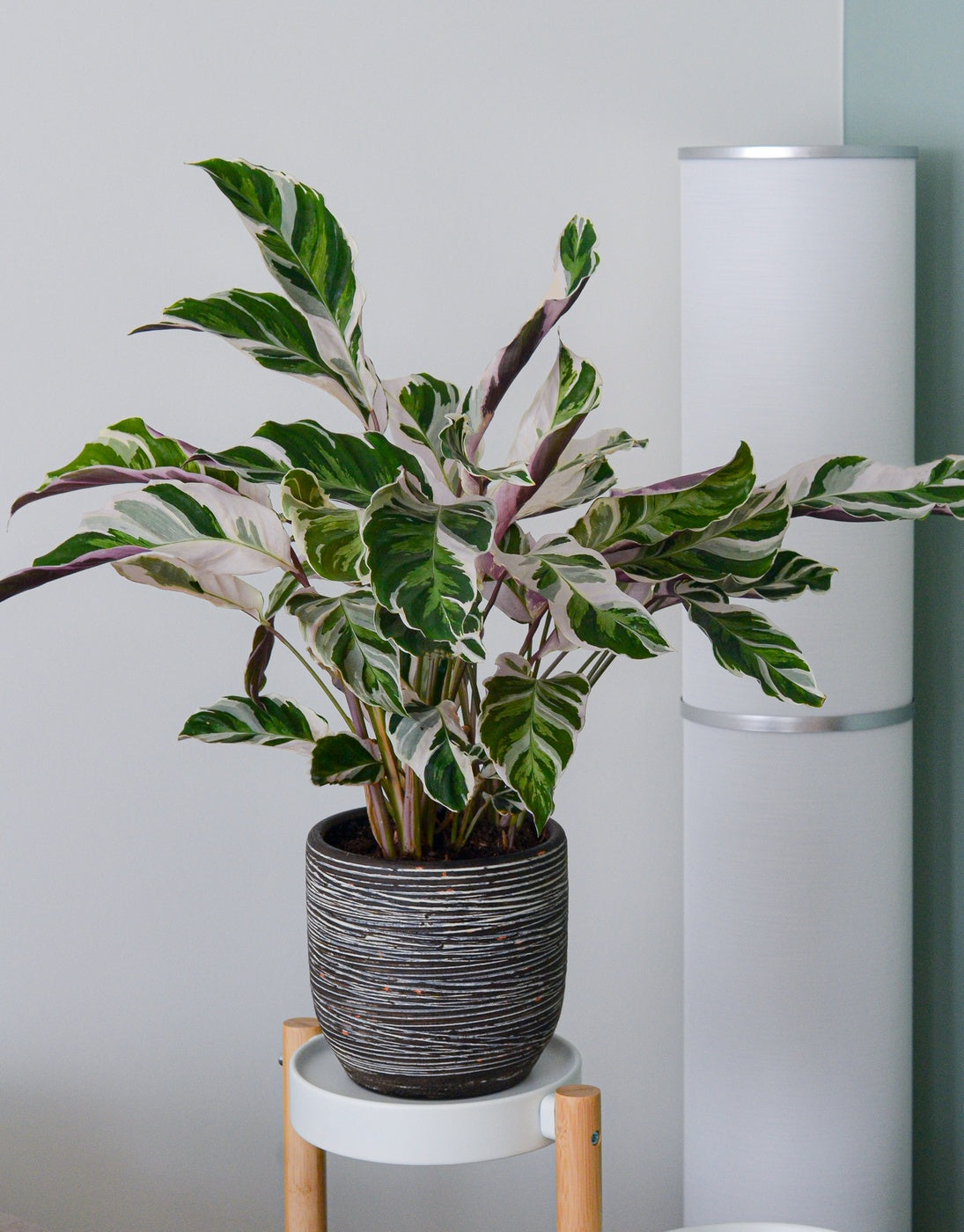 Calatea Fusion White – Planta de interior