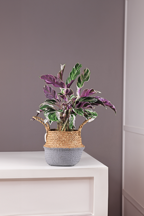 Lot De 2 Calathea ‘Fusion White’ – Plante D’Intérieur