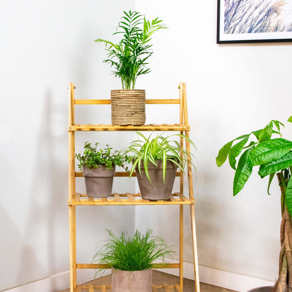 Mezcla de 4 plantas aptas para mascotas – Planta de interior