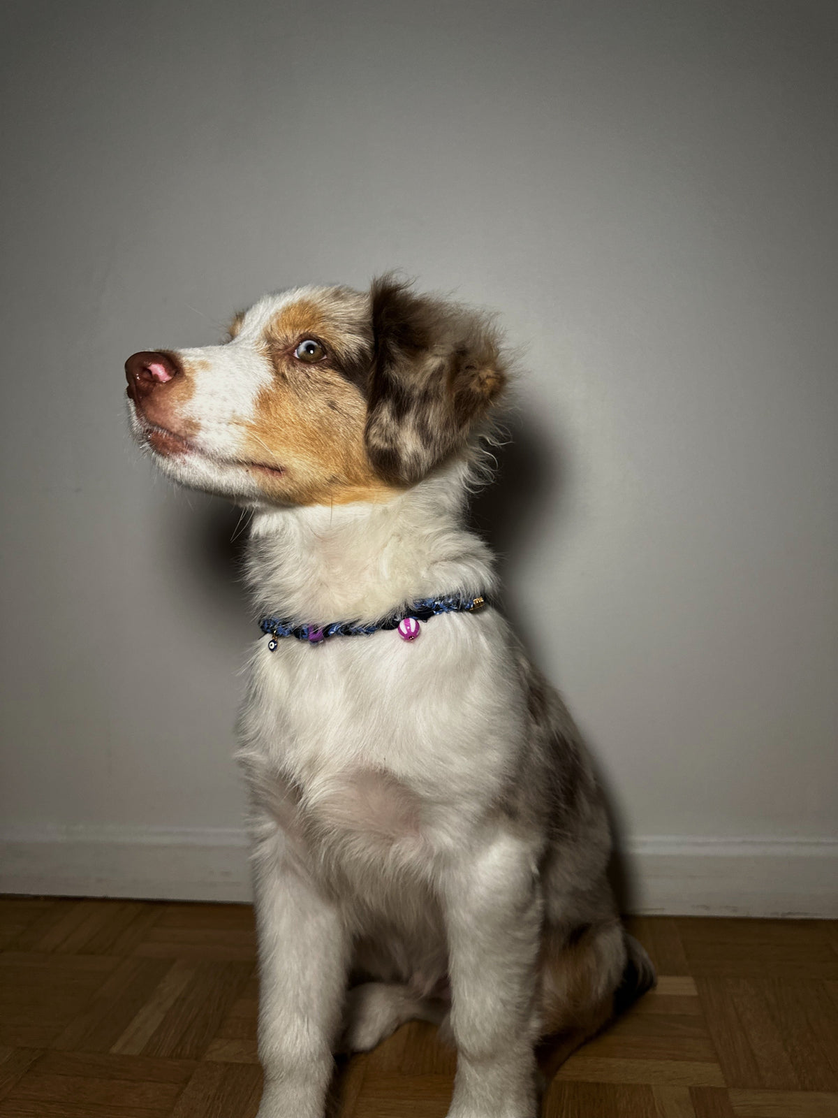 Collier Pour Chien Chicago - Initial Personnalisable
