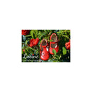 Chaussures Bottillons Salomé Bébé À Boucle Aloïs - Cuir Rouge - Mixte
