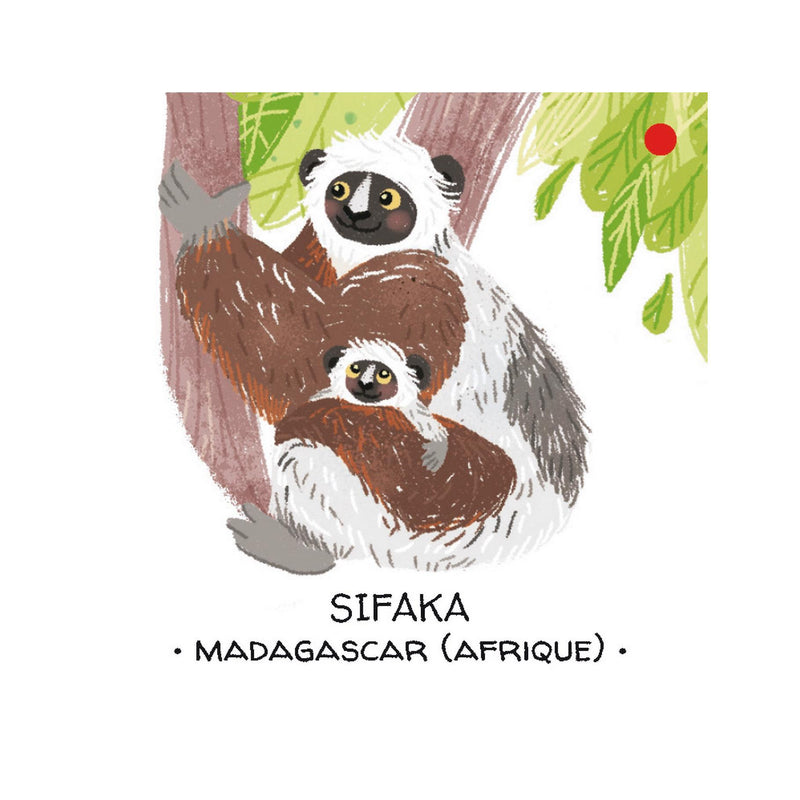 Protégeons Les Animaux. Les Forêts Tropicales