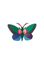 Acacia Butterfly