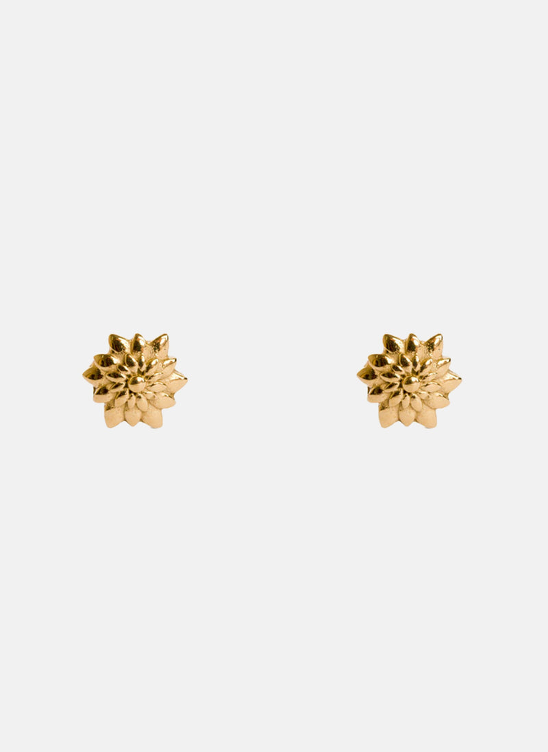 Puces D'Oreilles Azuré