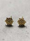 Puces D'Oreilles Azuré