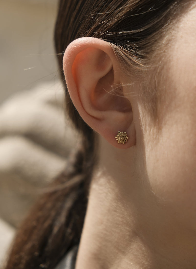 Puces D'Oreilles Azuré