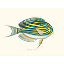Sciences Naturelles - Acanthurus Lineatus